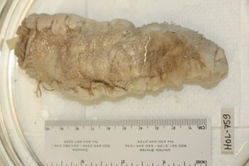 Media type: image;   Invertebrate Zoology HOL-759 Description: Preserved specimen.;